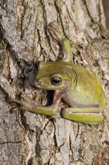 Whites Tree Frog