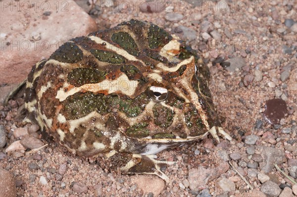 Argentine horned frog