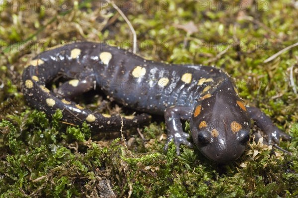 Spotted salamander