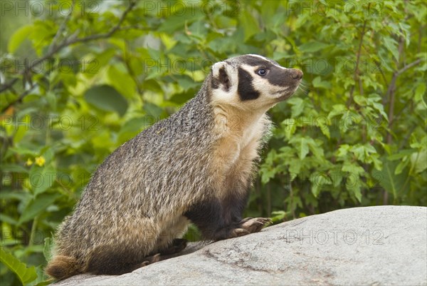 American badger