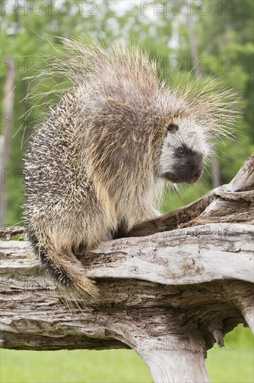 Adult male North American porcupine