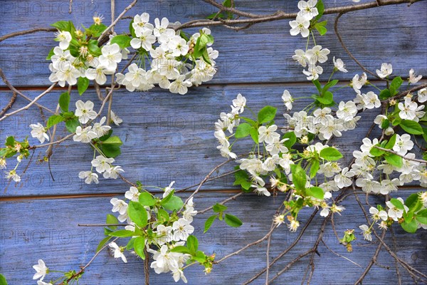 Blossoming cherry in front of the wall of a garden shed