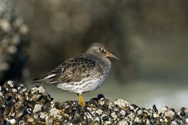 Purple sandpiper