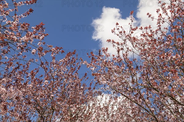 Japanese hill cherry