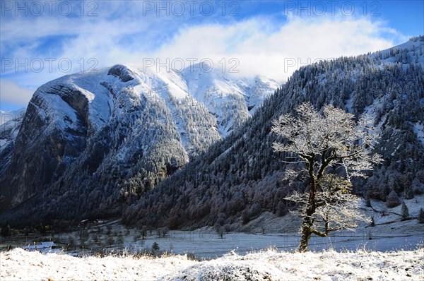 Sycamore maple in the first snow