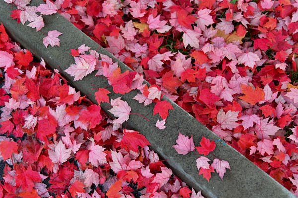 Foliage of a red maple lies on the edge of a pavement