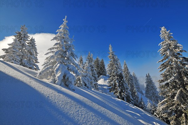 Mountain forest in winter