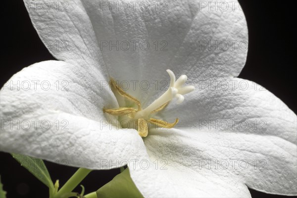 Chinese bellflower