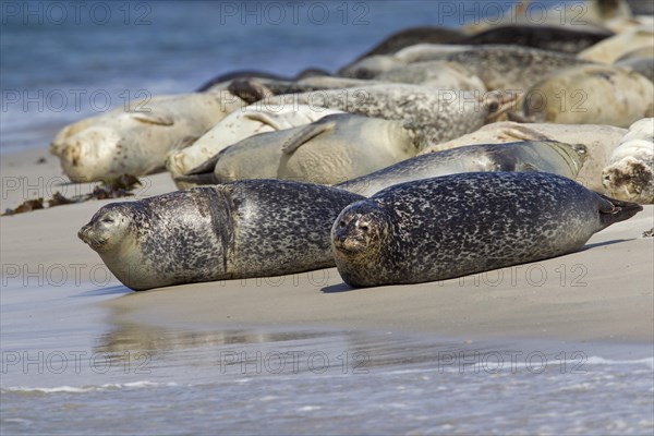 Common seals