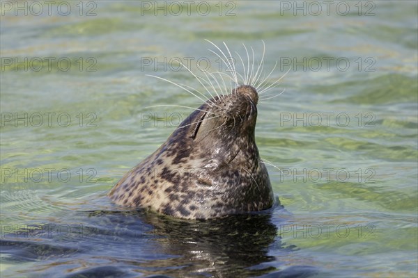 Close up of common seal