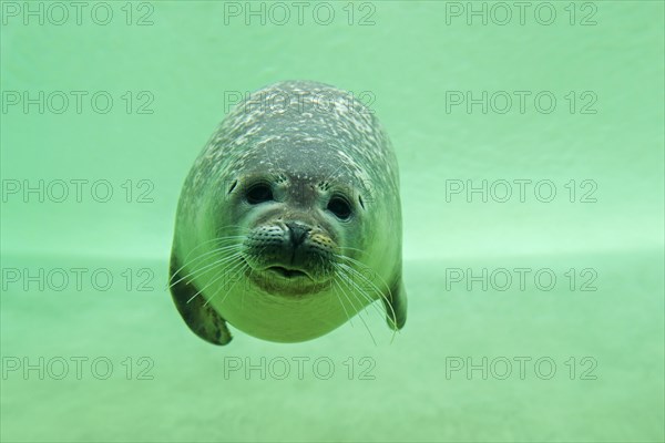 Common seal