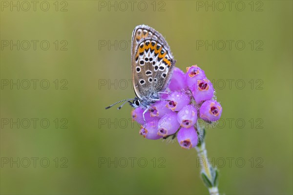 Silver-studded blue