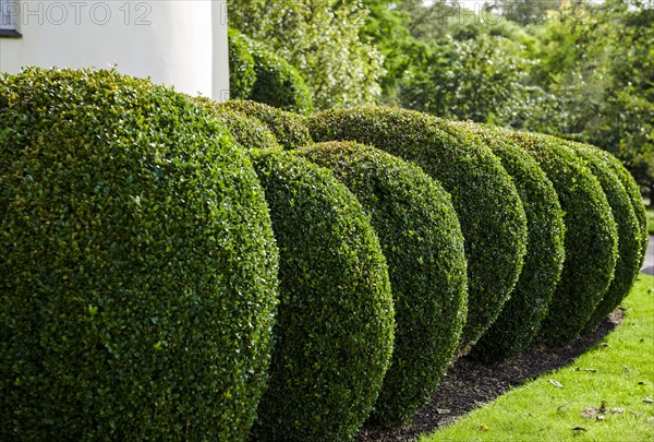 Box clipped into spherical topiary