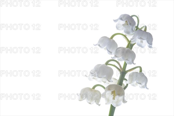 lily of the valley