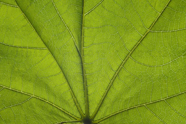 Fig leaf