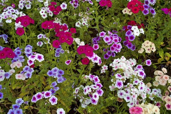 Phlox