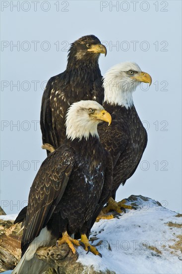 Bald eagles