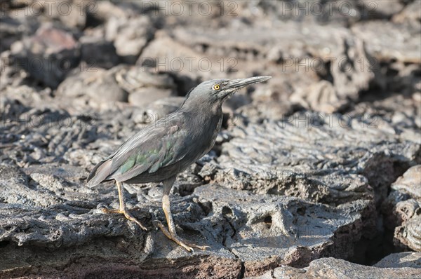 Lava Heron