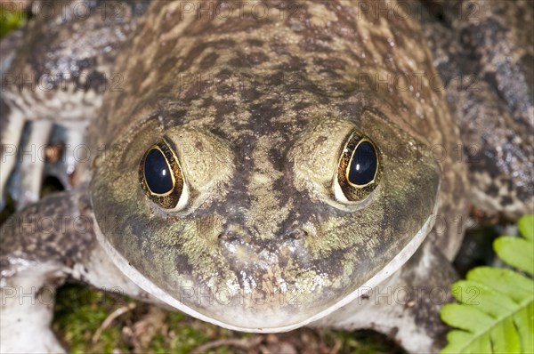 Bullfrog