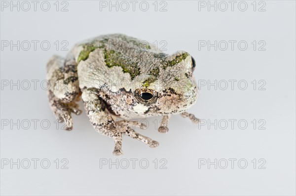 Eastern gray tree frog