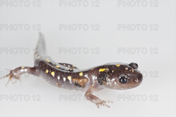 Spotted salamander