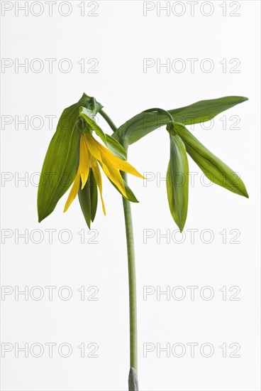 Uvularia grandiflora