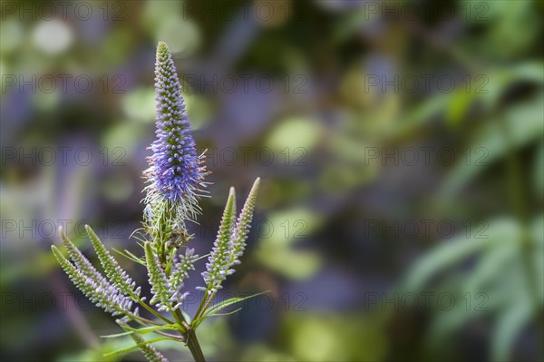 Veronicastrum virginicum Fascination culvers root