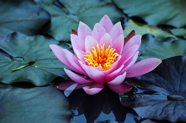 Water lily