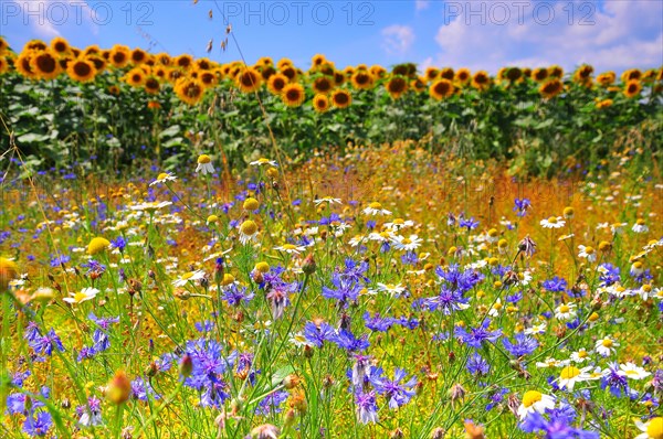 Cornflowers and daisies