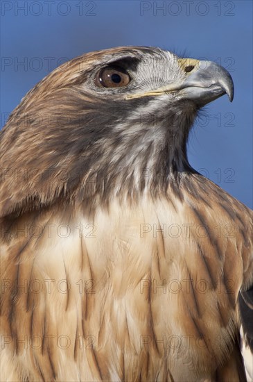 Female Red-tailed Hawk