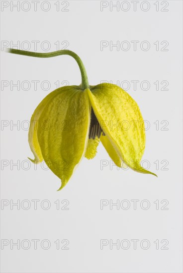 (Clematis orientalis) Bill MacKenzie