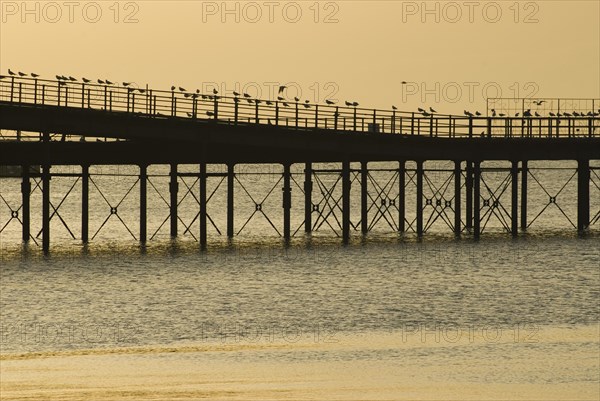 Seagulls lining up on Southend