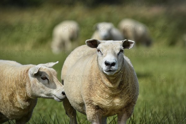 Texel sheep