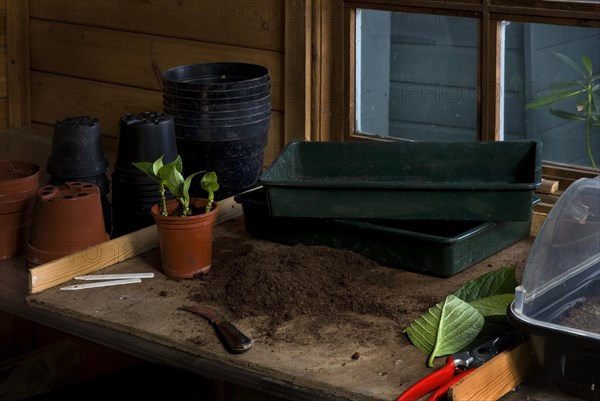 Bench in a potting shed