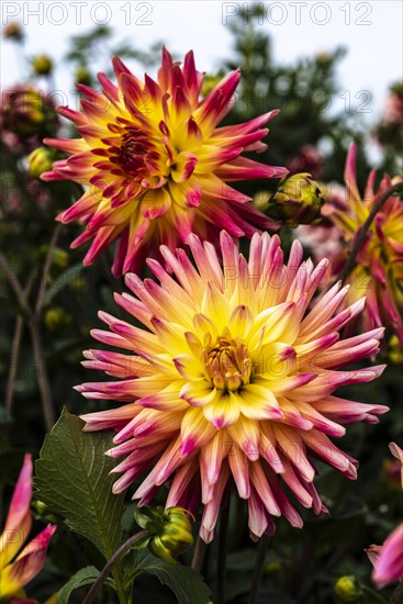 Dahlia Fantastic