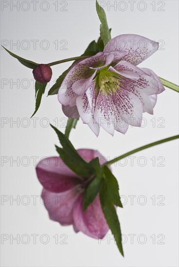 (Helleborus) hybridus Harvington Double Pink