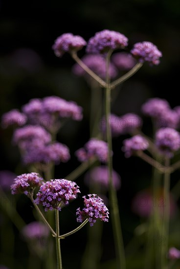 (Verbena Bonariensis)