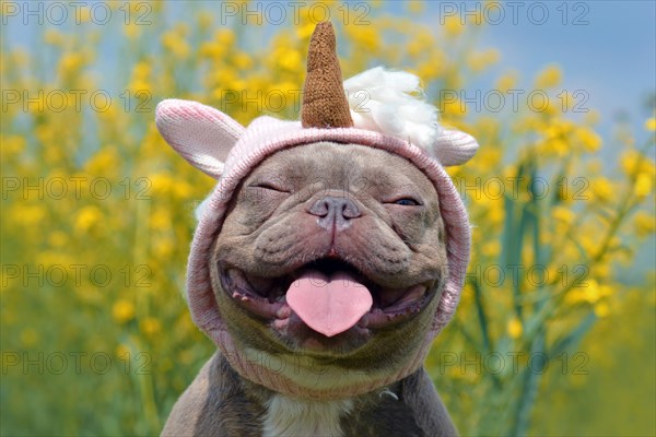 Funny lilac brindle colored French Bulldog dog with funny pink unicorn hat