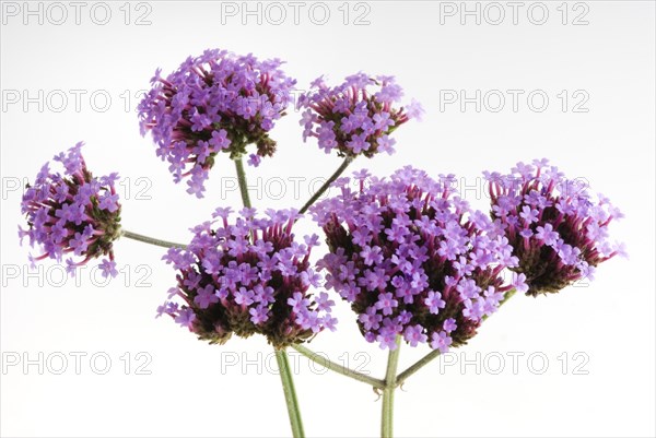 (Verbena bonariensis)