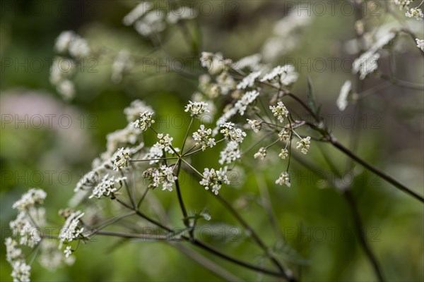 Cow parsley