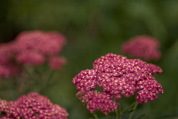 (Achillea) millefolium Paprika