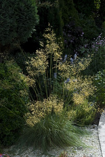 (Stipa) Gigantea, Golden Oats