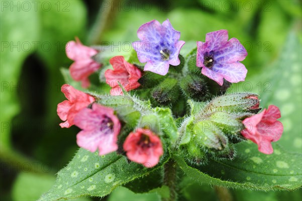 rubra Lungwort