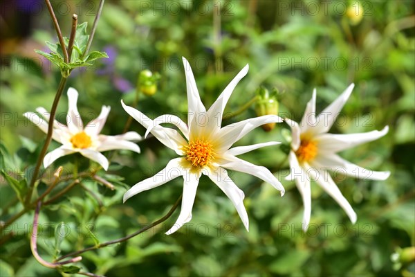 Flower of a star dahlia