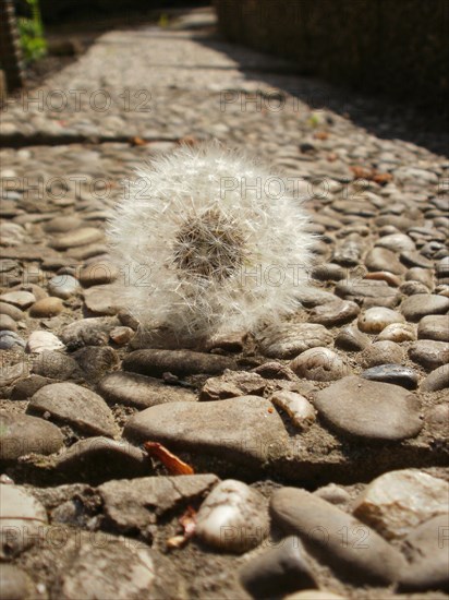 Common dandelion