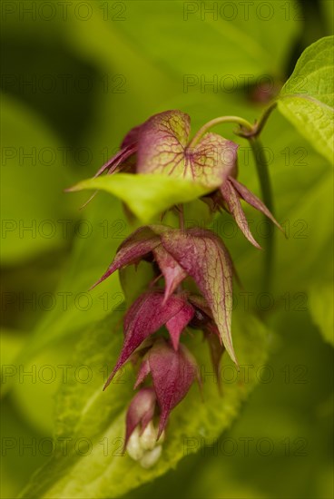 Leycesteria formosa