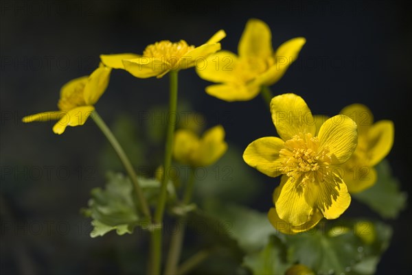 (Caltha palustris)