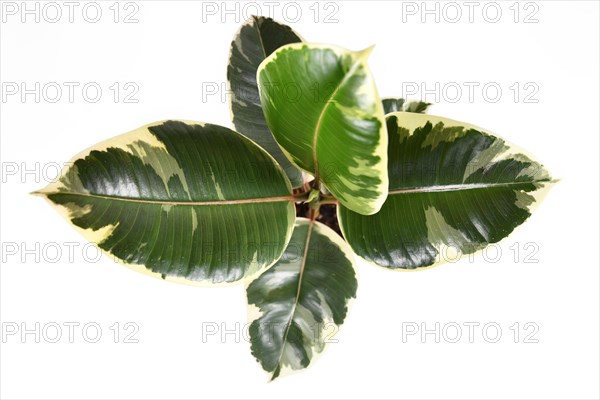 Tropical Tineke Variegata rubber tree