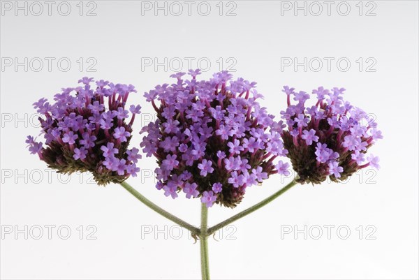 (Verbena bonariensis)