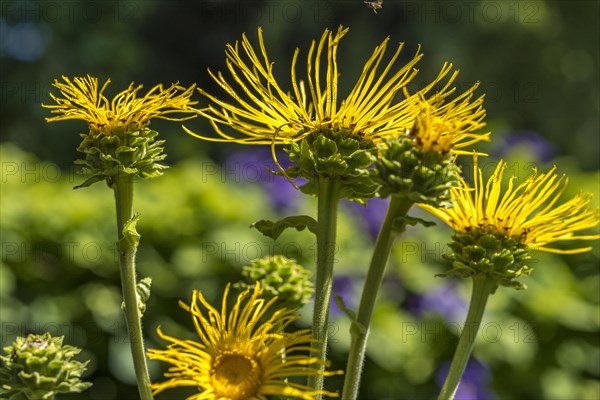 asteraceae